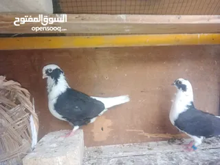  1 حمام منوع  مال بيت