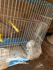  6 روز طفرة اوبلاين نهدي