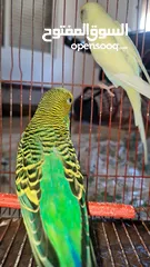  1 جوز طيور حب (بادجي) منتج سابقا