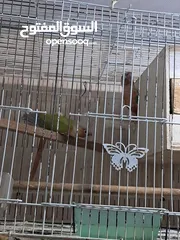  5 Red factor Pineapple conure for sale