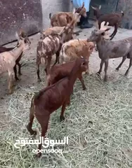  2 تيوس صلاليه للبيع