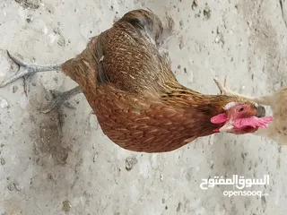  3 دجاجة بياضة وديج عرب