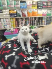  1 سكوتش ستريت ابيض العمر 60 يوم بسعر مغري