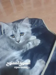  2 قط شرازي انثى للبيع