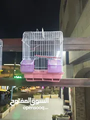  3 قفص طييور مفرد تابع الوصف و شوف السسسسسسعر الصدمة