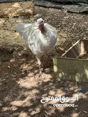  1 مجموعه طيور للبيع