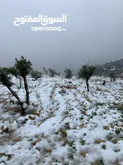  24 أرض ممتازة في جرش للسكن و للزراعة بقرب أحراش الدولة و سعر مغري  للمزيد من المعلومات اقرأ الوصف