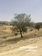  10 ارض زراعيه للبيع في اجمل مناطق العالوك