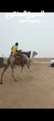  1 قليصه ناقه طيبه سنيع وطوع