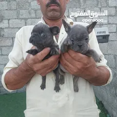  6 فرنش بلدوغ و بومرينين Pomeranian and French Bulldog