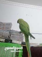  1 talking parrot full tem.  and Love bird running pair for sale with Case. Contract WhatsApp