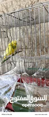  1 عصافير حب للبيع مع القفص