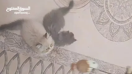  4 قطط بيرشن على هملايا دراكول