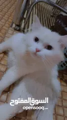  1 قطه شيرازيه حامل