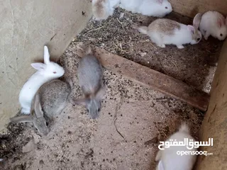  4 أرانب بلدي و فرنسي للبيع  ديوك بلدي للبيع