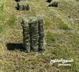  1 برايد للبيع الموقع بركاء