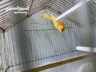  3 كنار احمر للبيع صحه ونضافة مع القفص كامل للبيع لعدم التفريغ