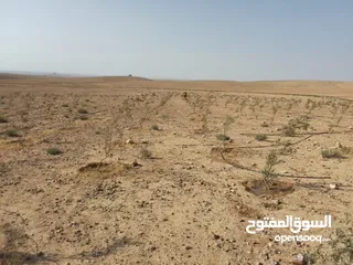  3 عشره دنمات للبيع