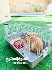  1 Rabbits looking for a new home, with Cage Big & Small with food