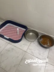  4 للبيع – كلب مالتيز ذكر – 8 أشهر – الرياض  For Sale – Male Maltese Dog – 8 Months – Riyadh