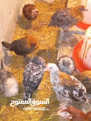  8 ديوك ودجاج وطني للبيع.شبنه.....