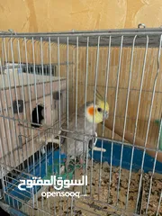  4 جوز كوكتيل للبيع بداعي السفر