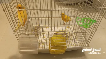  2 جوز كنار جزري حبة طويلة