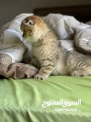  3 قطة سكوتش فولد مكس جولدن تابي جميلة جدا و لعوبة العمر ثلث اشهر متعودة على اليتر بوكس