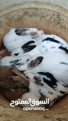  4 أرانب عدد7 كبير و2 صغير ديك حبش ديوك بلدي عدد 5