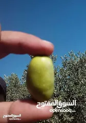  19 لقطه مزرعه مع بيت ريفي 48 الف قابل للتفاوض منطقه ريف جرش