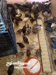  5 صوصان للبيع