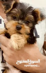  6 Yorkshire Terrier , 3 months old
