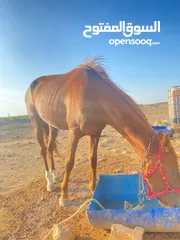  5 خيل  لبيع العمر سنتين فرس انثى