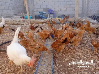  5 صوص بلدي للبيع