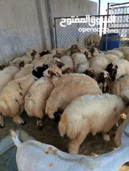  16 ذبيح للبيع طيبه سمان عزيمه ثلاجه خرفان طيبة هرفي جذع وتساب اتصال لتوصيل جميع مناطق قطر سوري بلدي