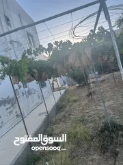  18 ارض دونم مع بيت ارضي وبيت طابقين