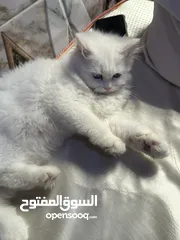  3 قط انثى للبيع العمر 3 اشهر