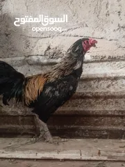  2 ثلاث ديوك بلدي