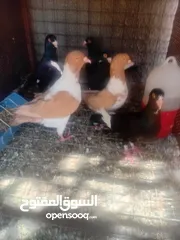  1 جواز حمام للبيع او بدل