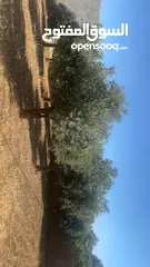  1 بيت للبيع في منطقة ناعور حسبان