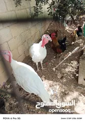  3 حبش ابيض للبيع