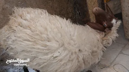  5 عبوره أسنان اللبن  للبيع  تنفع اضحيه او عقيقه او نذر