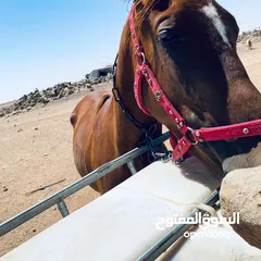  3 خيل لبيع العمر سنتين
