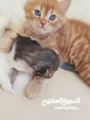  2 قط شيرازي ذكر برتقالي عمر 60 يوم للبيع موجود في عناتا
