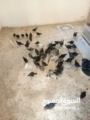  1 فرحات بلدي للبيع العمر 60يوم