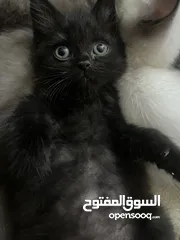  7 للمهتمين فقططط قطط للبيع سيامي وبريتش