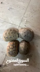  10 سلاحف للبيع العدد 9حبات   الحبه الموقع سحاب القرب من دوار الشهيد ااااااااااااااااااااااااااااااااااا