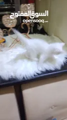  1 قطه ميكس صغيره بيضاء  Kitten ..............................................
