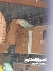  12 جوز فيشر شغال لون مميز ازرق فاتح للبيع