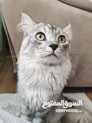  13 Missing cat - lost around Khalidiyah area